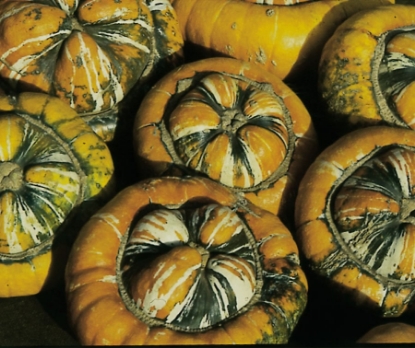 Picture of Winter Squash Turks Turban